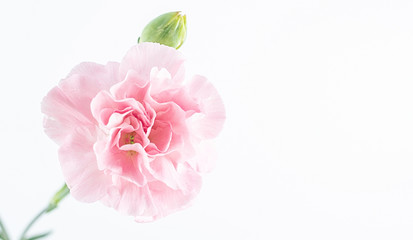Fototapeta na wymiar Pink carnation flower on white background