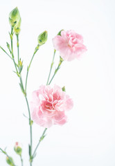 Pink carnation flower on white background