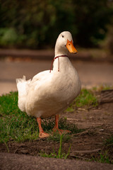 Pato como mascota arriba de cesped