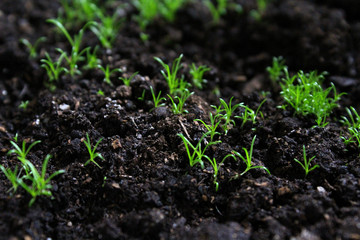 seedlings first green grass