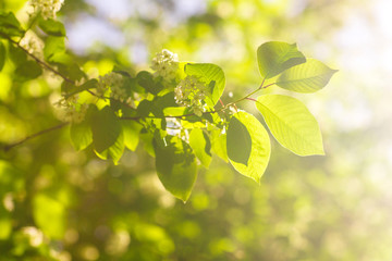 natural green background with selective focus