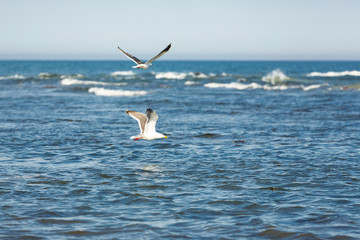 Fototapeta na wymiar Dawn on the sea. Flying seagulls on sea background