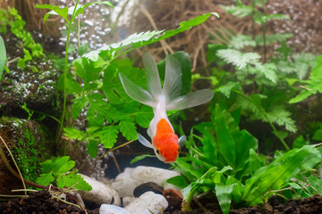 Carassius auratus goldfish nature background
