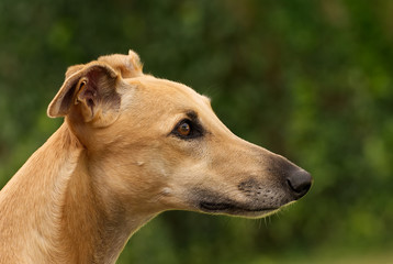 Cute brown greyhound in autumn