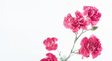 Carnation flower on white background