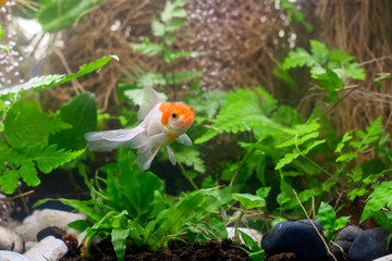 Carassius auratus goldfish nature background