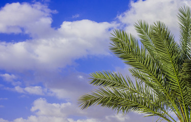 green branches palm tree on a blue sky with white clouds background, park outdoor wallpaper pattern from south tropic countries wallpaper pattern, copy space
