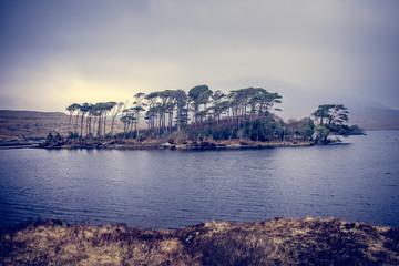 des arbres sur une île au milieu d'un lac du Connemara, dans le brouillard, teintes bleues