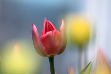 Buds of rose tulips with fresh green leaves in soft lights at blur background with place for your text. Hollands tulip bloom in an orangery in spring season. Floral banner for a floristry shop.