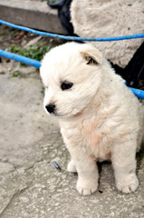 design high quality pictures garden white puppy dog ​​garden white puppy dog ​​sit on bench
