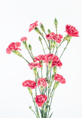 Pink carnation flower on white background