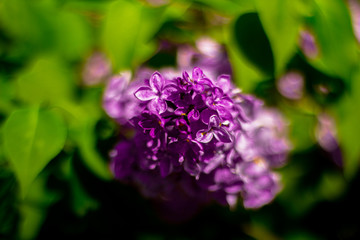 Fototapeta na wymiar Purple lilac, nature flower, sunny weather