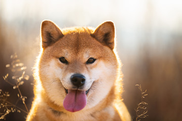 Cute and funny red Shiba inu dog with tonque hanging out sitting in the field at sunset