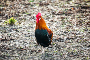 Rooster in natural environment
