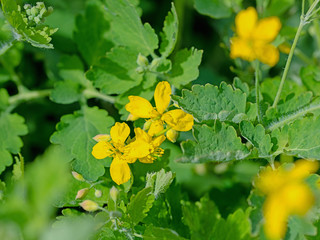 Blühendes Schöllkraut, Chelidonium majus