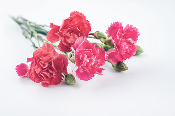 Carnation flower on white background