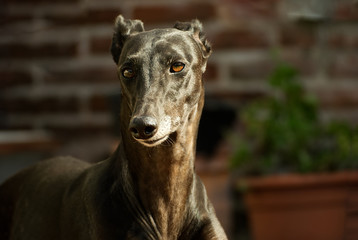 Beautiful black greyhound 