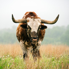 Longhorn Bull