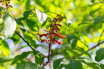 Red buckeye flowers, Aesculus pavia, in the spring. Hummingbird attractor.