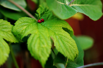 Funny picture of a love making ladybugs couple on Grape Vine Leaf. Valentine background. Beetles in love