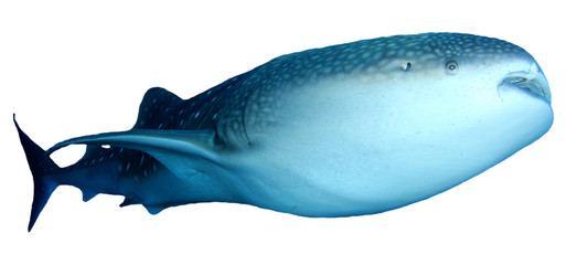 Fototapeta premium Whale Shark isolated on white background 