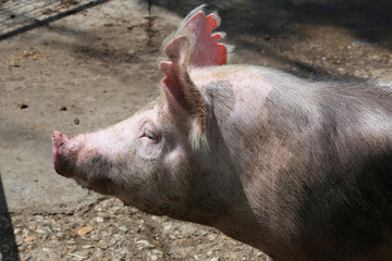 Side view portrait closeup of a pink colored yoiung pig sow