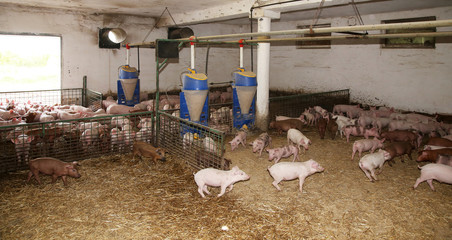 Photo of a rural animal farm indoors © acceptfoto