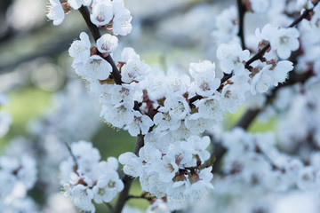 Spring flowering of garden trees. Blooming flowers on apricot twigs. Green defocused background with empty space.