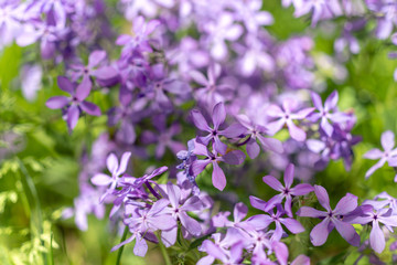 Obraz premium Purple phlox flowers flowering in the spring. 