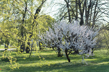 Single Flowering apricot tree in spring green garden.