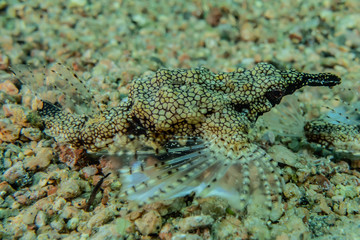 Fish swim in the Red Sea, colorful fish, Eilat Israel