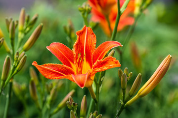 View of orange fire lily flowers in the summer time garden