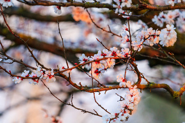 beautiful apricot flowers in the first rays of the spring sun
