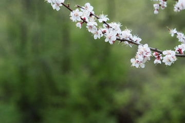 A branch with flowers of an apricot tree is covered with water drops after rain on a green defocused background.