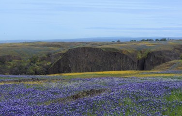 Table Mountain Oroville, Ca