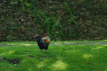 Gallo nero libero sull'erba