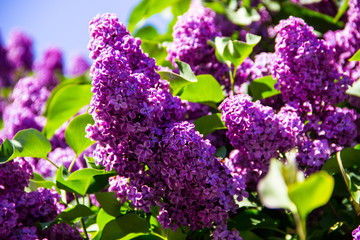 Lilac flowers in sunny spring garden, spring flower background, selective focus. Closeup of blooming lilac flowers. Spring floral background with blooming lilac flowers. Nature concept.  