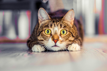 charismatic surprised cat lies and stares ahead