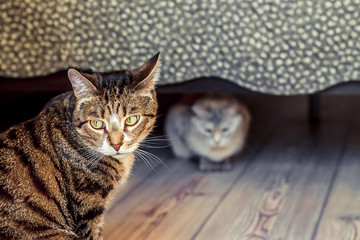 in the foreground is a disgruntled tabby cat, and in the background under the bed is a cute white kitty
