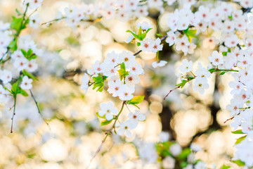 beautiful cherry tree flowers in the morning light
