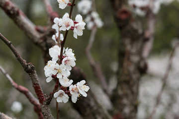 A branch with flowers of an apricot tree is covered with water drops after rain on a green defocused background.