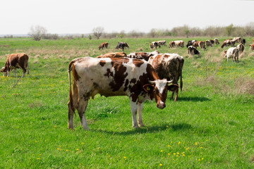 Herd of cows grazing on a green field in summer