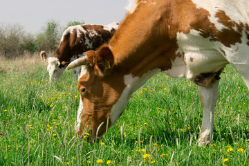 Portrait of two cows grazing green grass
