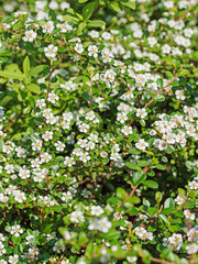 Blühende Teppich-Zwergmispel, Cotoneaster dammeri