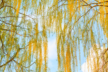 beautiful poplar branches in the spring sky