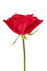 a red rose on a white background