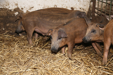 Little piglets inside at animal barn rural scene