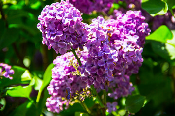 Obraz premium Lilac flowers in sunny spring garden, spring flower background, selective focus. Closeup of blooming lilac flowers. Spring floral background with blooming lilac flowers. Nature concept. 