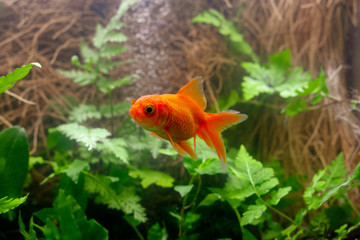 Carassius auratus goldfish nature background