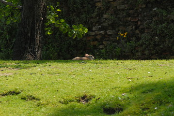 Obraz na płótnie Canvas little rabbit lying down on the grass, under a tree